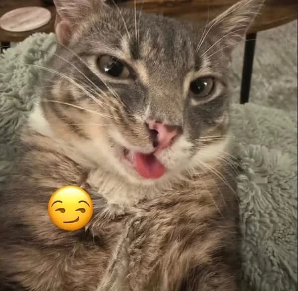 Meme reaction tếu — mặt tếu táo