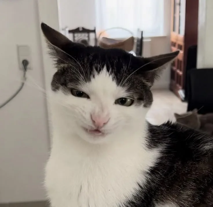 Meme reaction tếu #006 · side-eye kinh điển