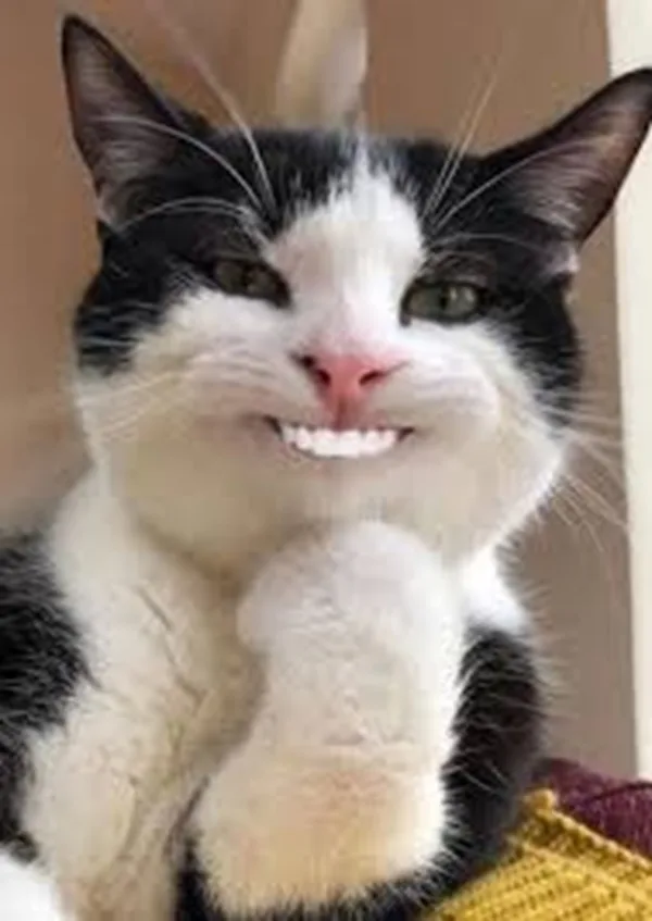 Mặt 'thấy chưa' · Meme reaction tếu 011