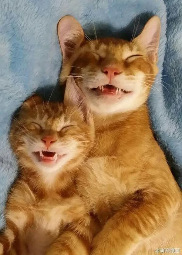 Meme reaction tếu: tếu Zalo sẵn (016)