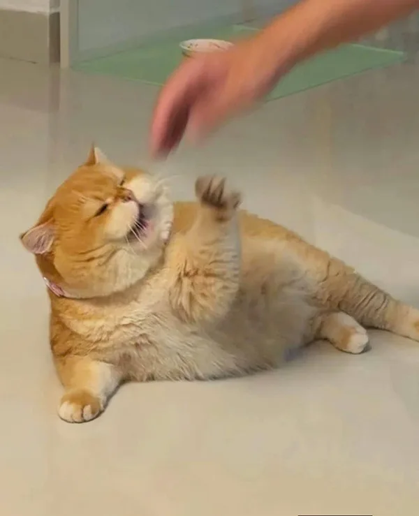 Meme reaction tếu — vibe cà khịa nhẹ · 029.jpg