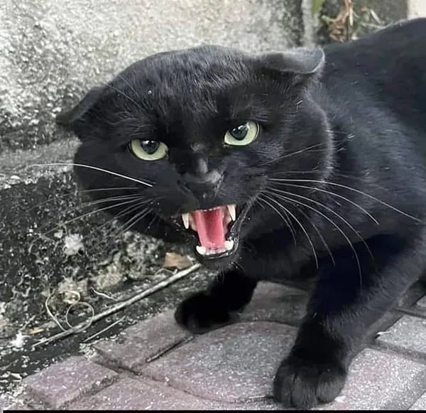 Meme reaction tếu #030 · reaction chat group