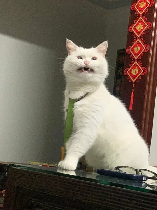 Mặt 'thấy chưa' · Meme reaction tếu 031