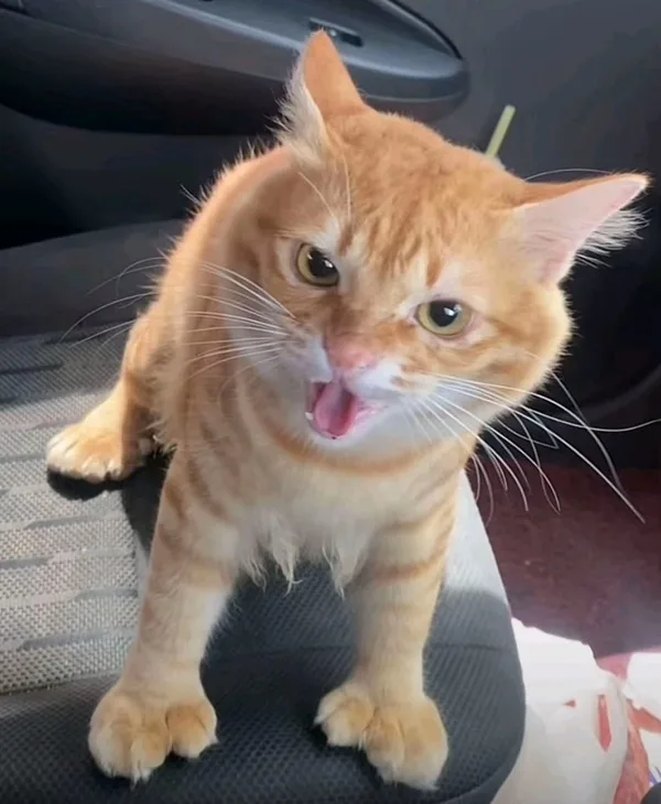 Meme reaction tếu: lầy nhưng cute (032)