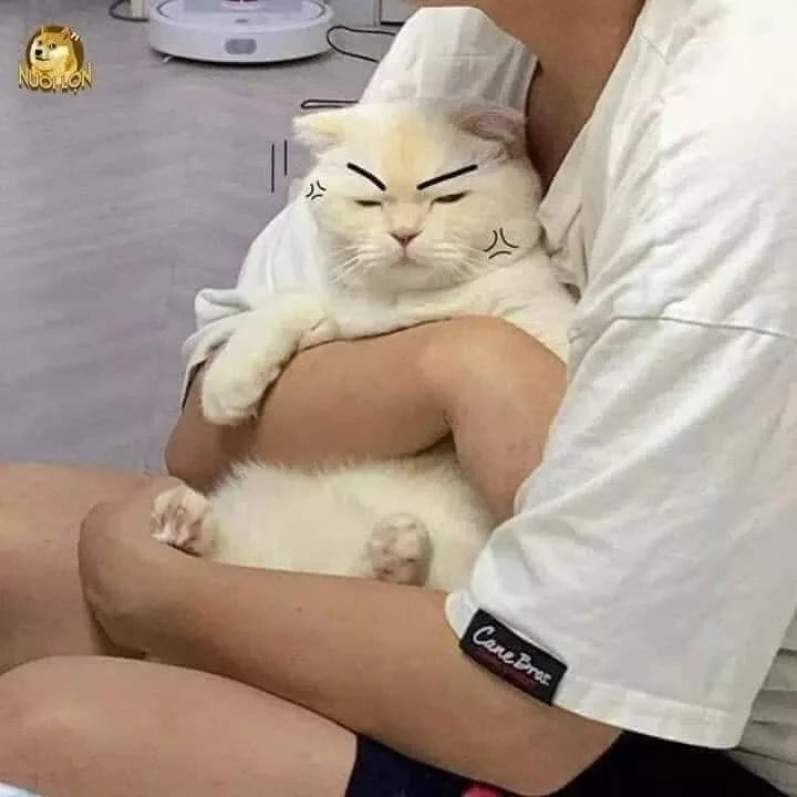 Meme reaction tếu: tếu Zalo sẵn (036)