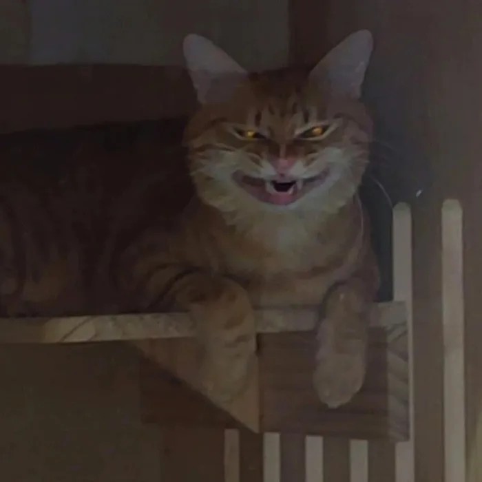 Meme reaction tếu — look 'ok bro' · 037.jpg