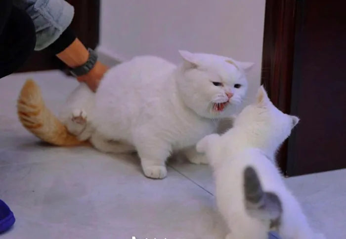 Meme reaction tếu #038 · cười nửa miệng