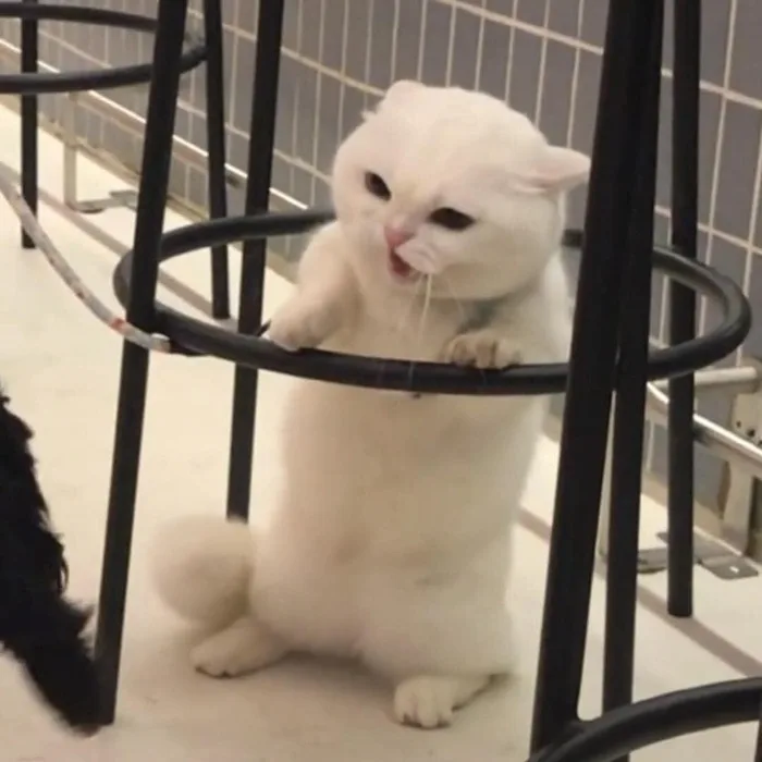 Meme reaction tếu #046 · side-eye kinh điển