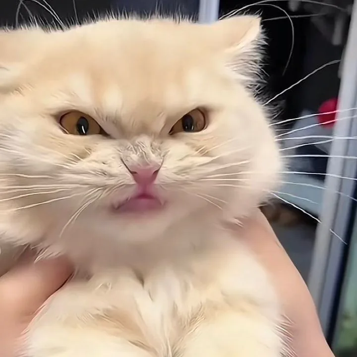 Meme reaction tếu: tếu không chữ (048)