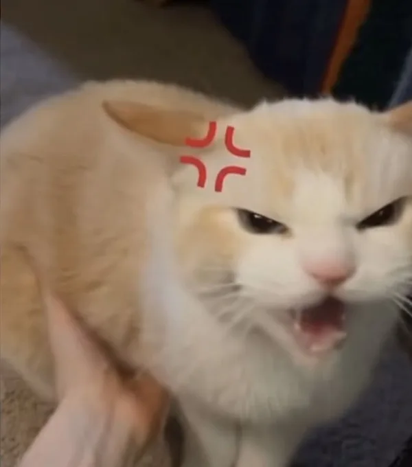 Meme reaction tếu — vibe cà khịa nhẹ · 049.jpg