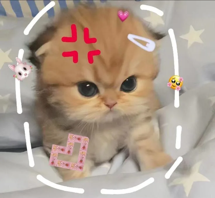 Mặt 'thấy chưa' · Meme reaction tếu 051