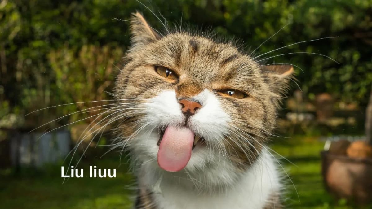 Meme hài thú cưng #002 · hài tình huống