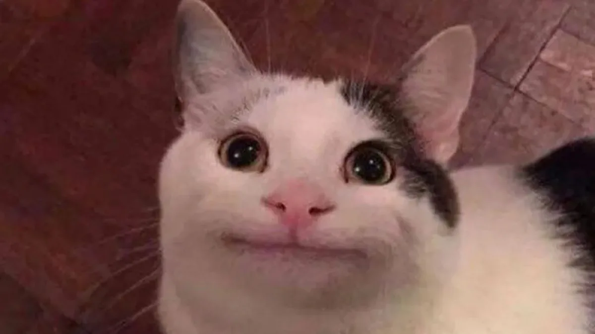 Meme hài thú cưng: biểu cảm shock nhẹ (004)