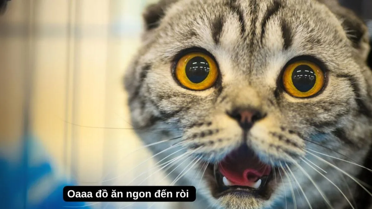 Meme hài thú cưng — look 'ủa gì vậy'