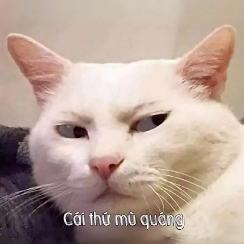 Meme hài thú cưng #006 · hài không caption