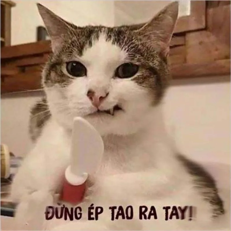 Reaction chat nhanh · Meme hài thú cưng 007