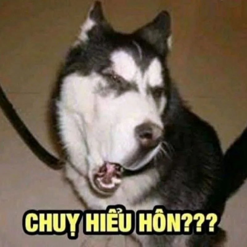 Meme hài thú cưng: vibe cười té ghế (008)