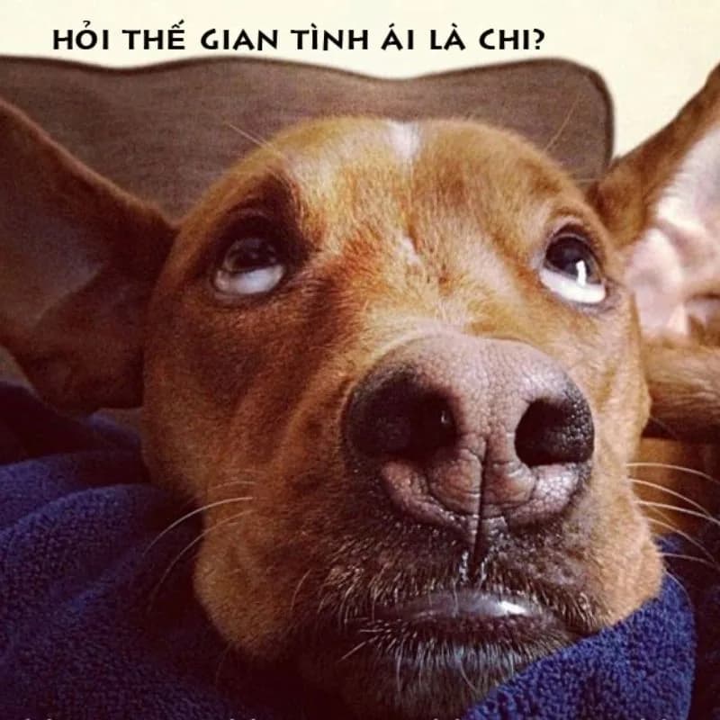 Meme hài thú cưng — mặt ngạc nhiên
