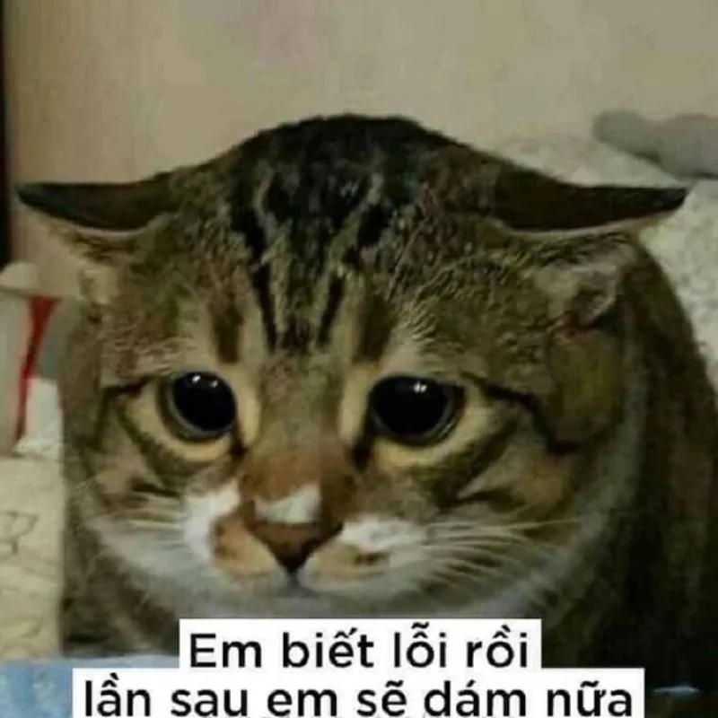 Reaction fb sẵn · Meme hài thú cưng 011