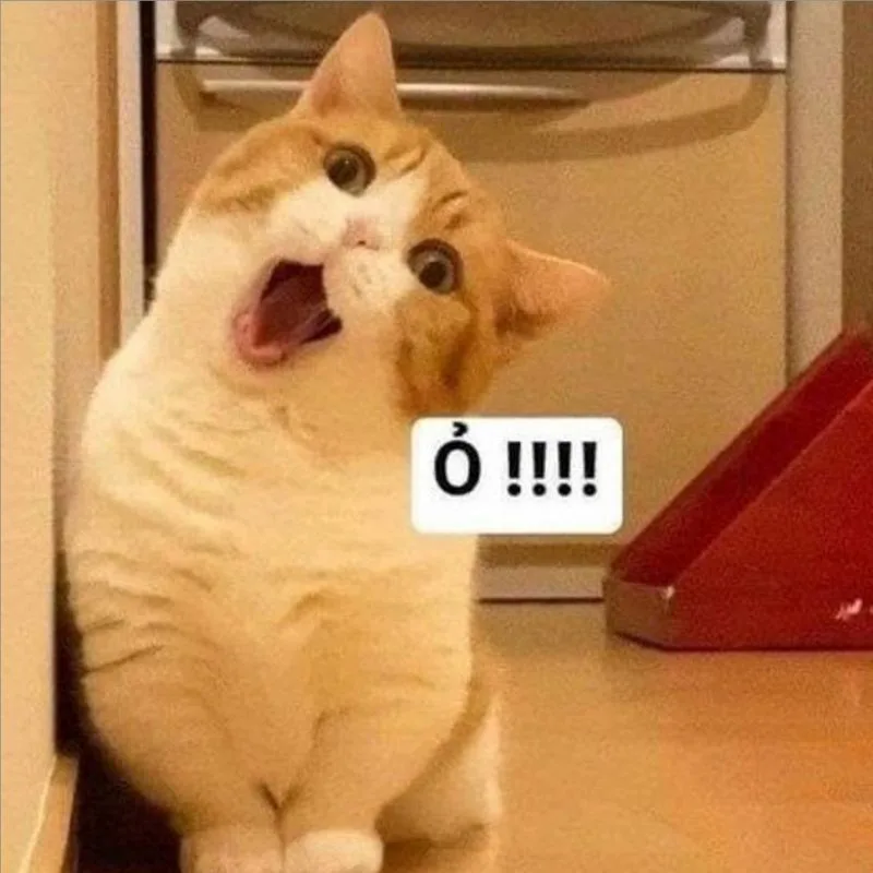 Meme hài thú cưng: vibe sáng tạo (012)