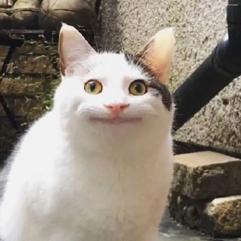 Meme hài thú cưng — look tếu nhẹ