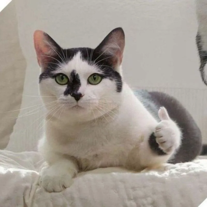 Meme hài thú cưng #014 · hài pet mix