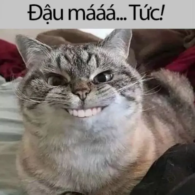 Reaction group · Meme hài thú cưng 015
