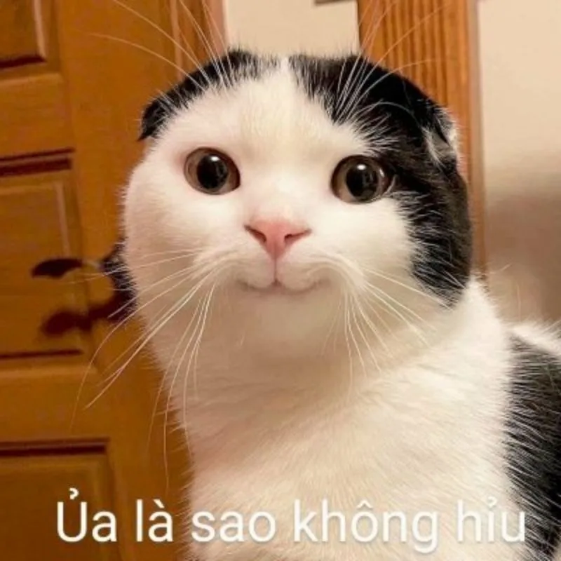 Meme hài thú cưng: vibe giải trí (016)