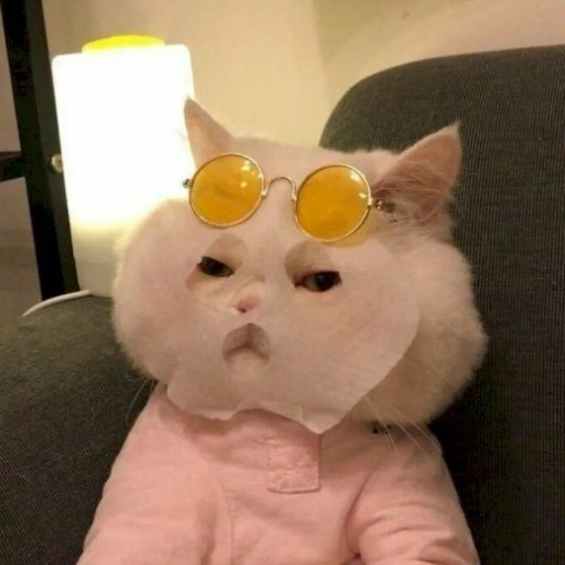 Meme hài thú cưng — biểu cảm đỉnh