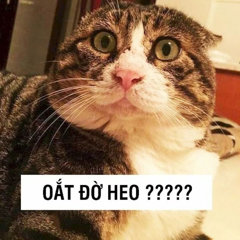 Meme hài thú cưng #018 · hài nhẹ nhàng