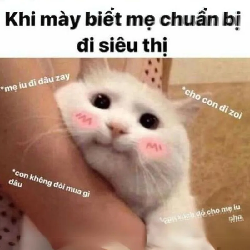 Reaction tiktok · Meme hài thú cưng 019