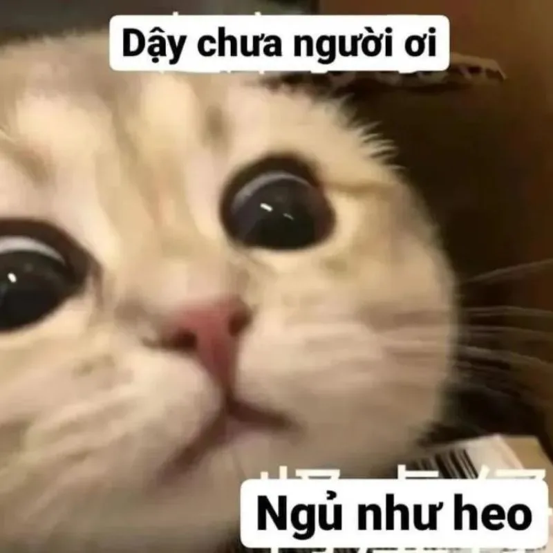 Meme hài thú cưng #022 · hài tình huống