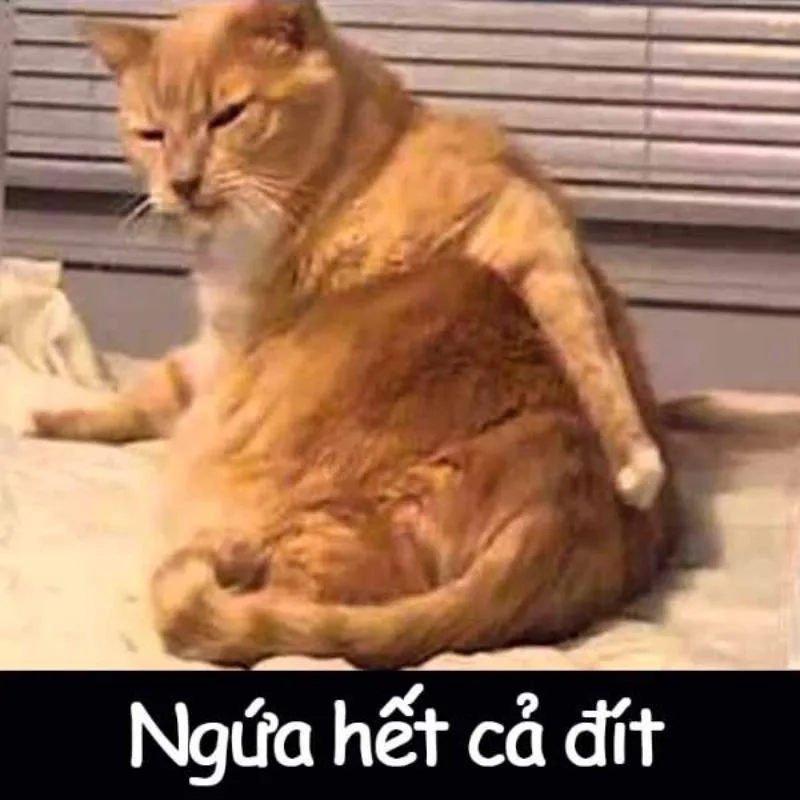 Vibe thú cưng lầy · Meme hài thú cưng 023