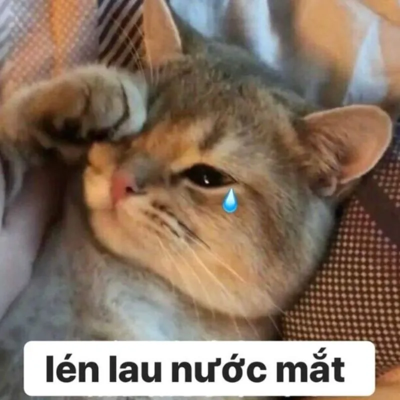 Meme hài thú cưng — look 'ủa gì vậy' · 025.jpg