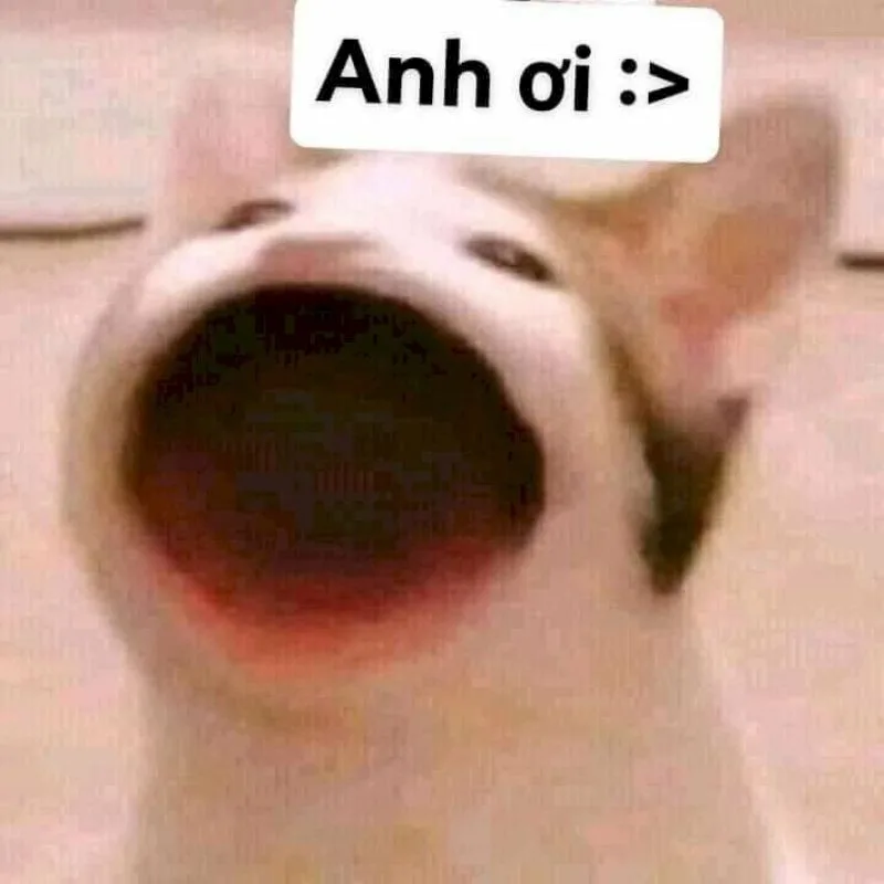 Meme hài thú cưng #026 · hài không caption