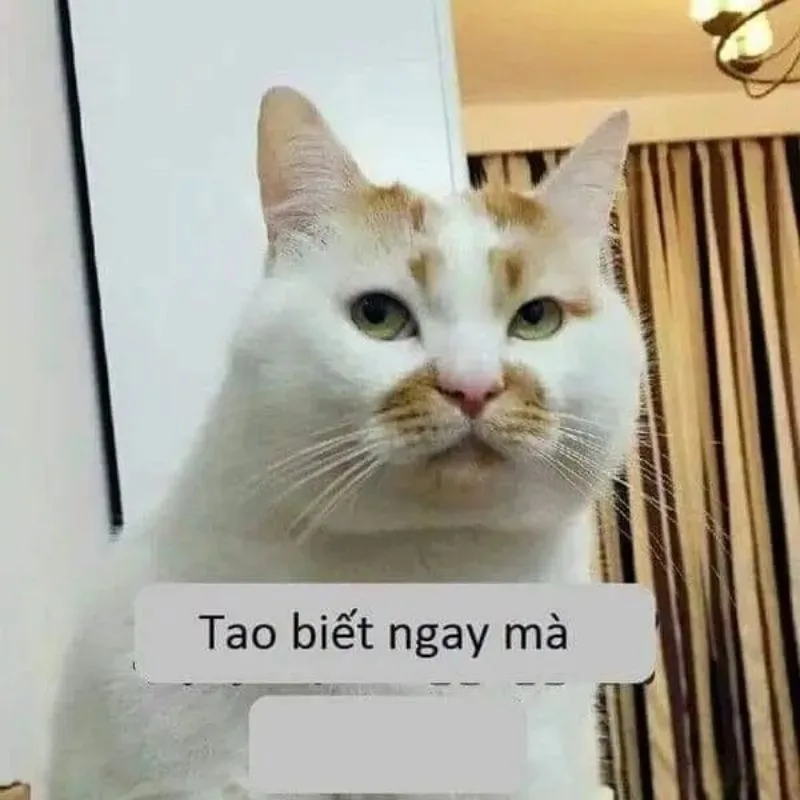 Meme hài thú cưng: vibe cười té ghế (028)
