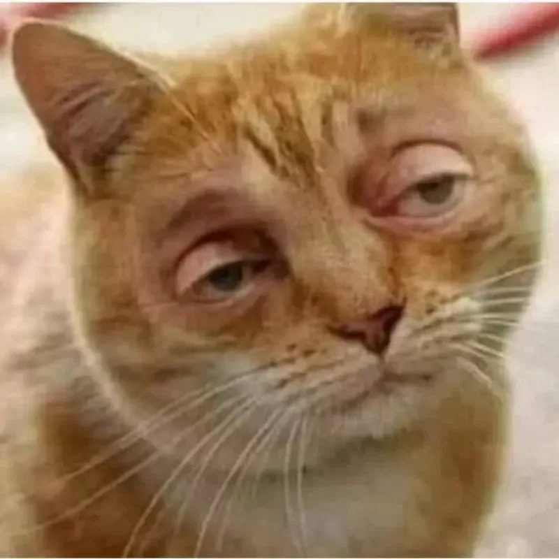 Meme hài thú cưng #030 · hài ấm áp