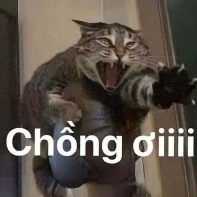 Reaction fb sẵn · Meme hài thú cưng 031