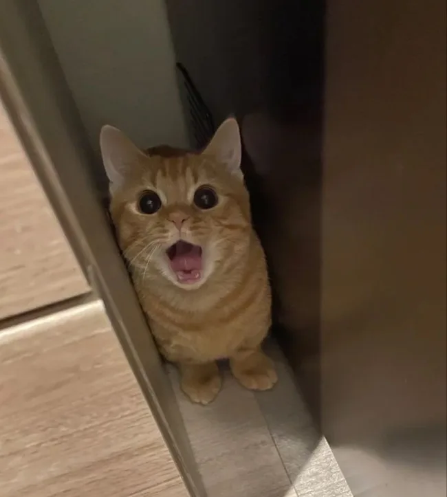 Meme hài thú cưng — look tếu nhẹ · 033.jpg