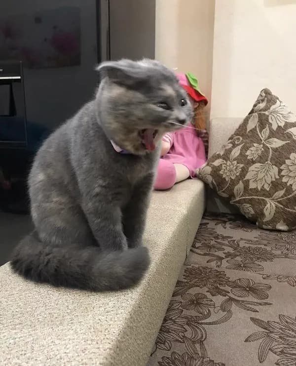 Reaction group · Meme hài thú cưng 035