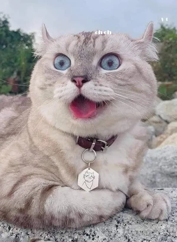 Meme hài thú cưng #038 · hài nhẹ nhàng