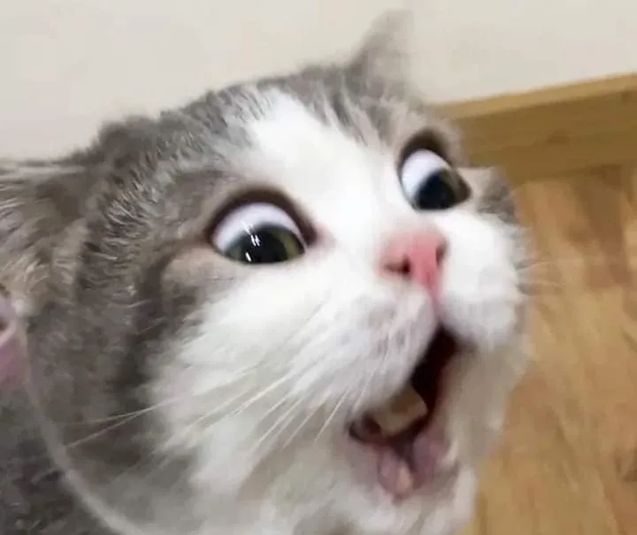Reaction tiktok · Meme hài thú cưng 039