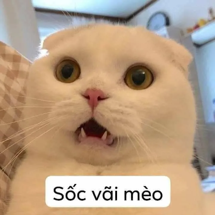 Meme hài thú cưng — reaction bất ngờ · 041.jpg