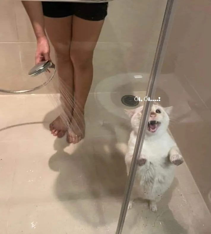 Meme hài thú cưng: biểu cảm shock nhẹ (044)