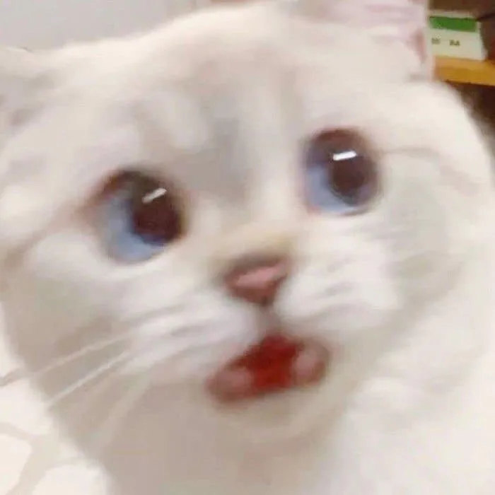 Meme hài thú cưng — look 'ủa gì vậy' · 045.jpg