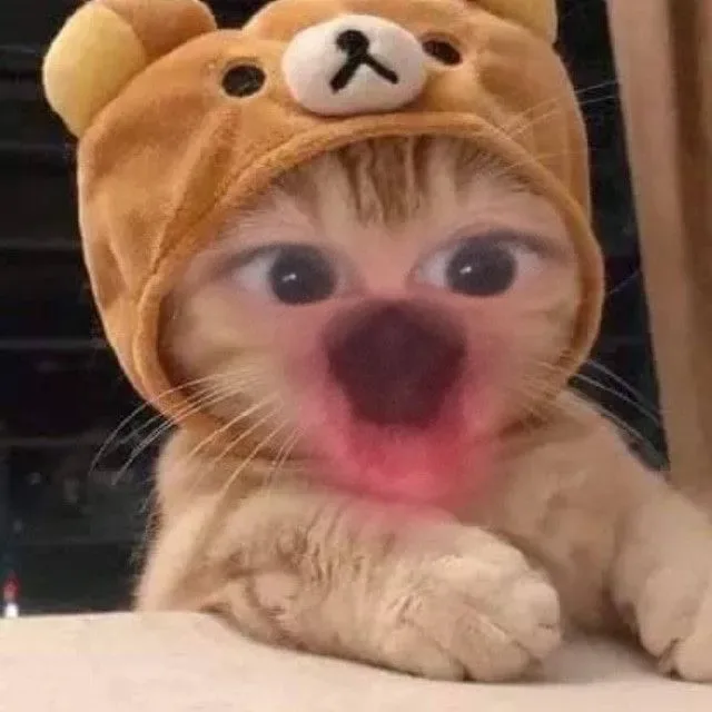 Meme hài thú cưng: vibe cười té ghế (048)