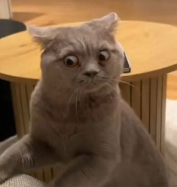 Meme hài thú cưng — look tếu nhẹ · 053.jpg — liên quan