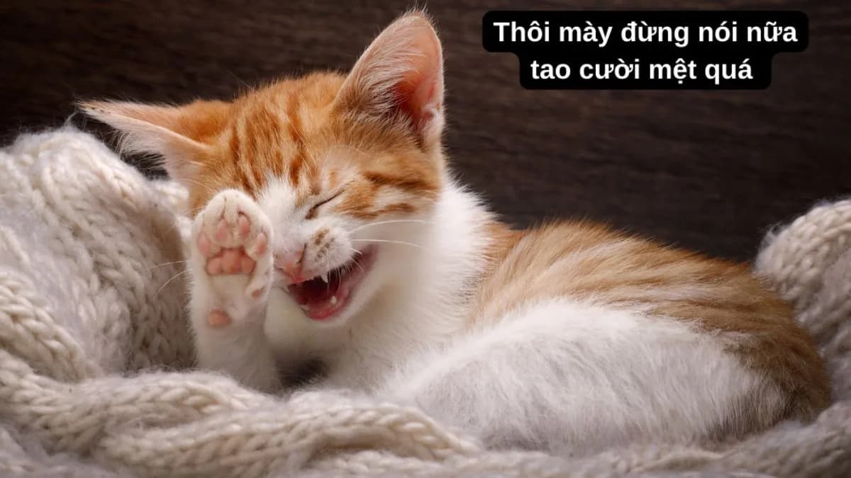 Meme hài thú cưng: vibe giải trí (056) — liên quan